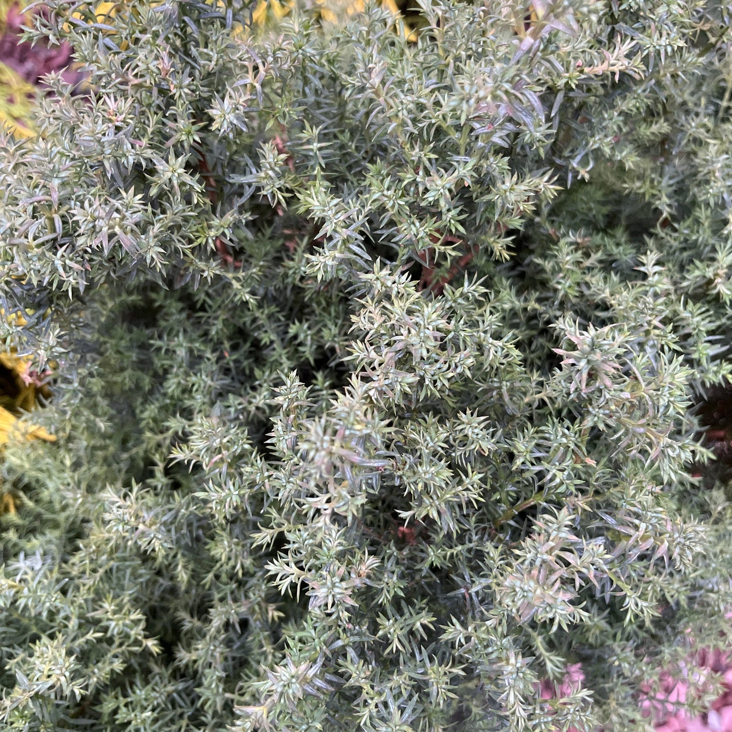 'Blue Feathers' Hinoki Cypress | Chamaecyparis obtusa