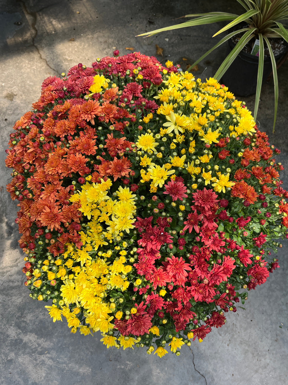 Fall Mums & Kale Assorted