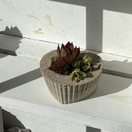 Succulent hearts
