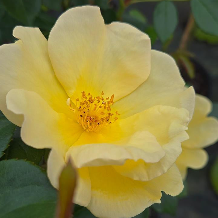 Easy Bee-zy Knock Out Rose Shrub Form | Rosa