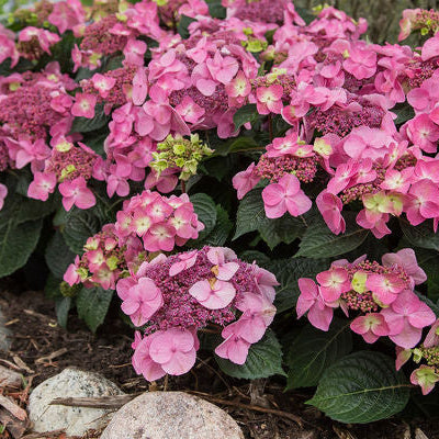 Pop Star Reblooming Bigleaf Hydrangea | Hydrangea macrophylla 'Bailmacsix'