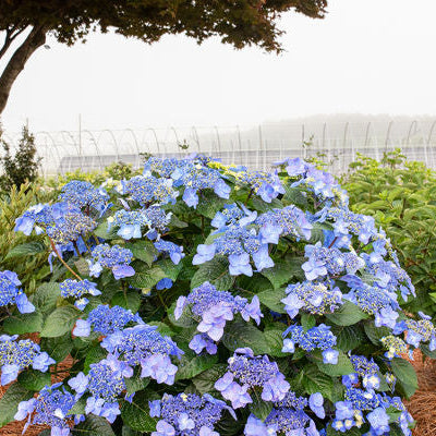 Pop Star Reblooming Bigleaf Hydrangea | Hydrangea macrophylla 'Bailmacsix'