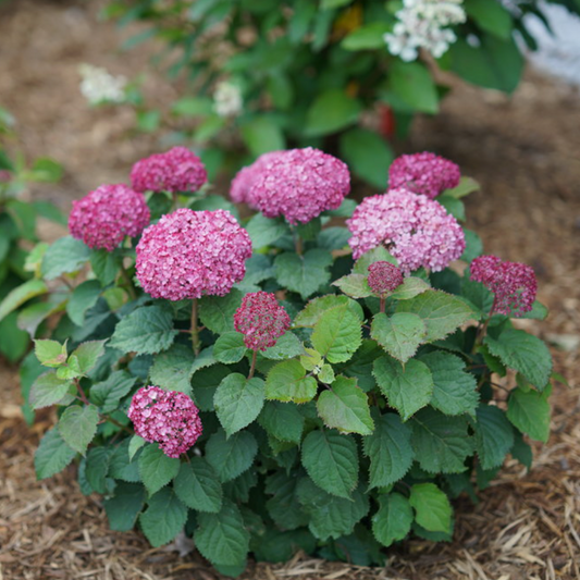 Invincibelle Mini Mauvette | Hydrangea arborescens