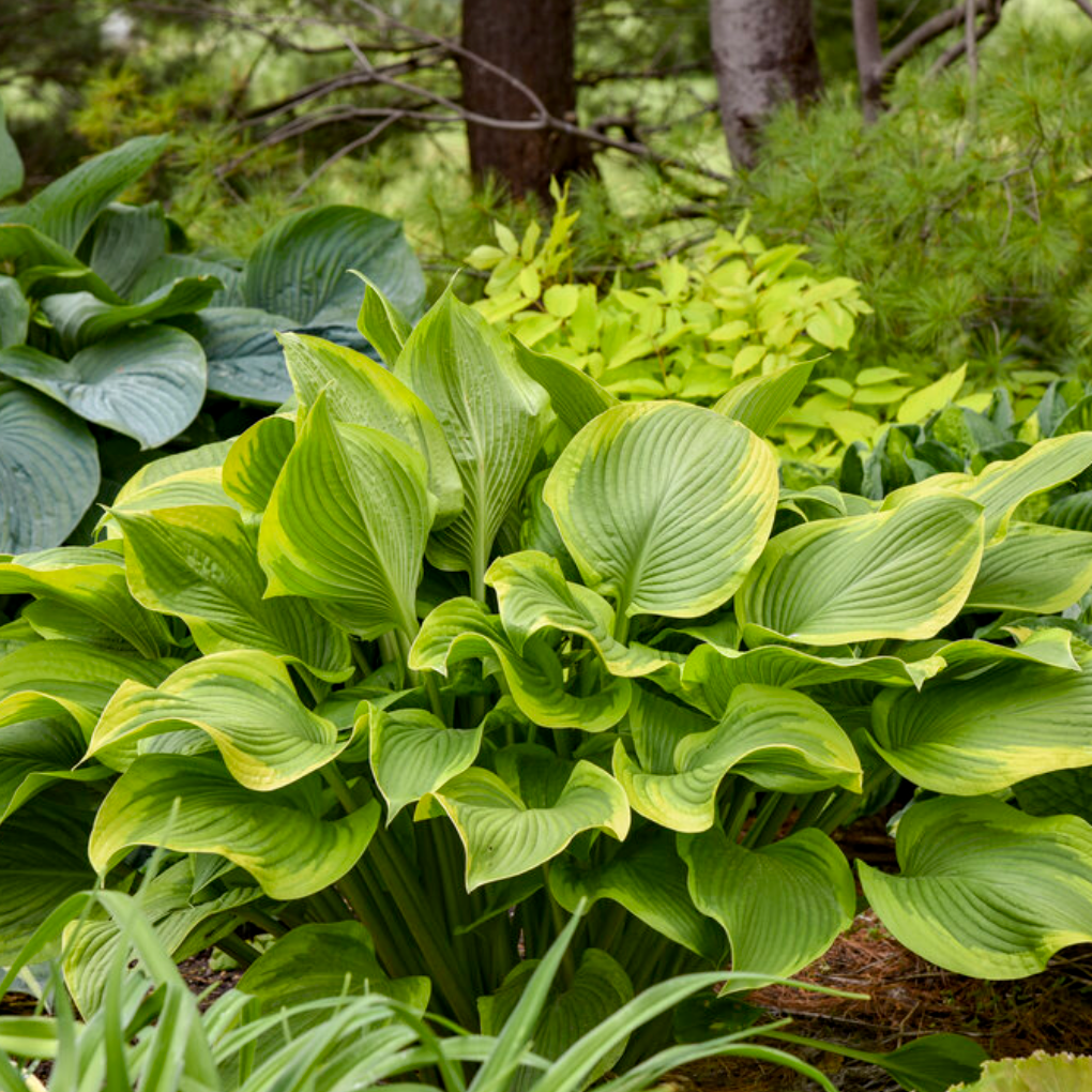 'Shadowland' Lone Star Hosta