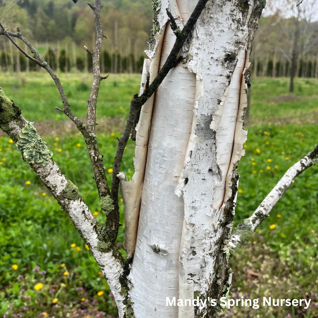 Paper Birch | Betula papyrifera 'Paper Birch'