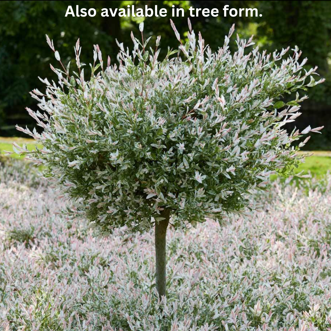 Hakura Nishiki Willow | Salix integra
