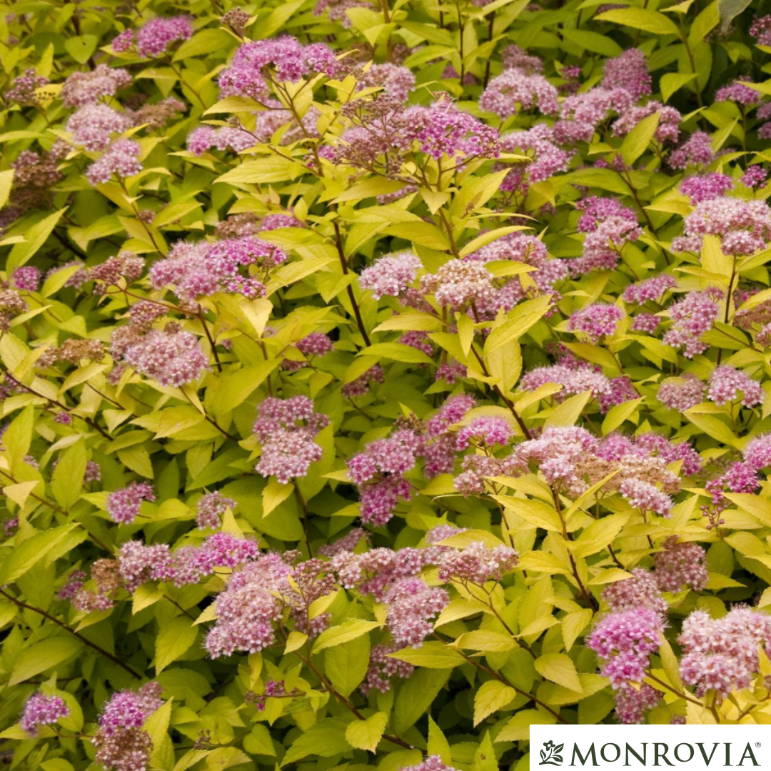 Goldmound Spirea | Spiraea japonica