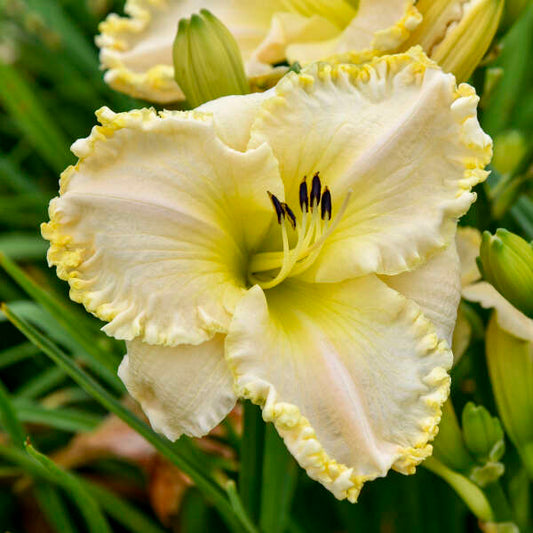 'Marquee Moon' Daylily | Hemerocallis