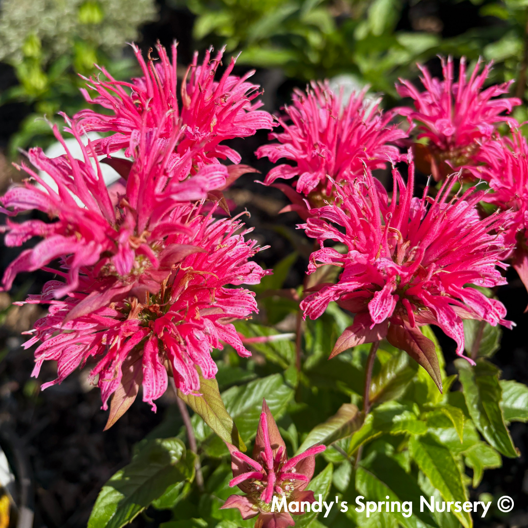 'Pardon My Rose' Bee Balm | Monarda didyma