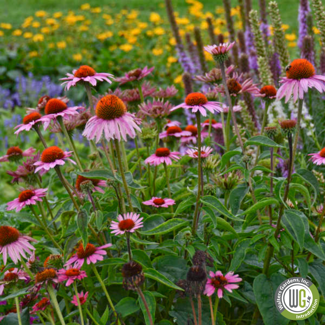 'Magnus' Coneflower | Echinacea purpurea 'Magnus'