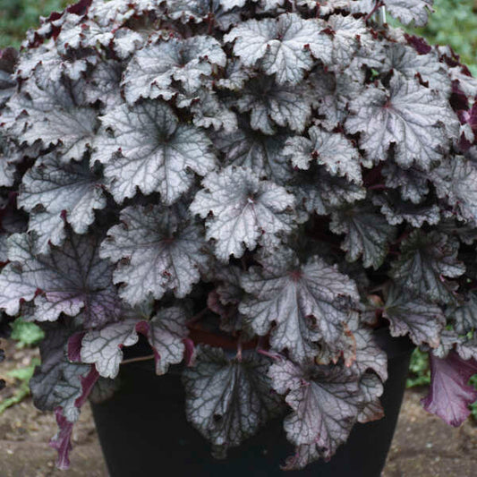 'Prom Dress' Coral Bells | Heuchera