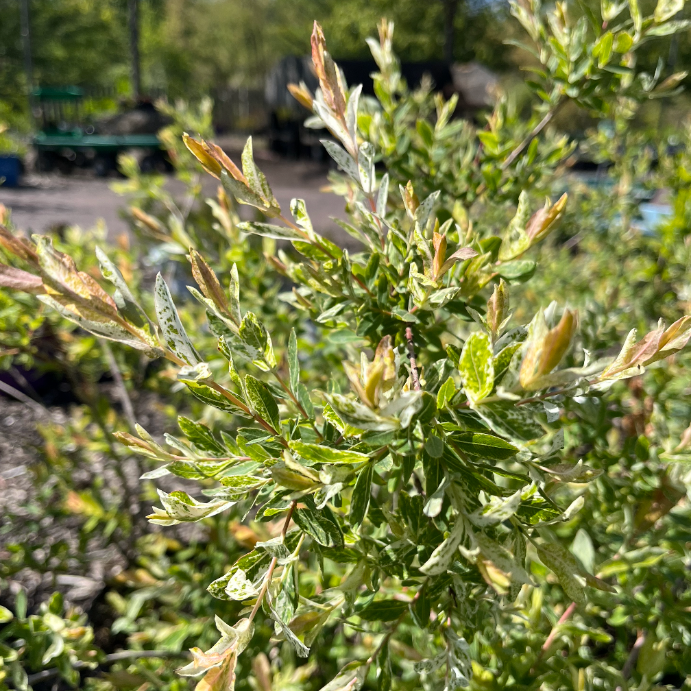 Hakura Nishiki Willow | Salix integra