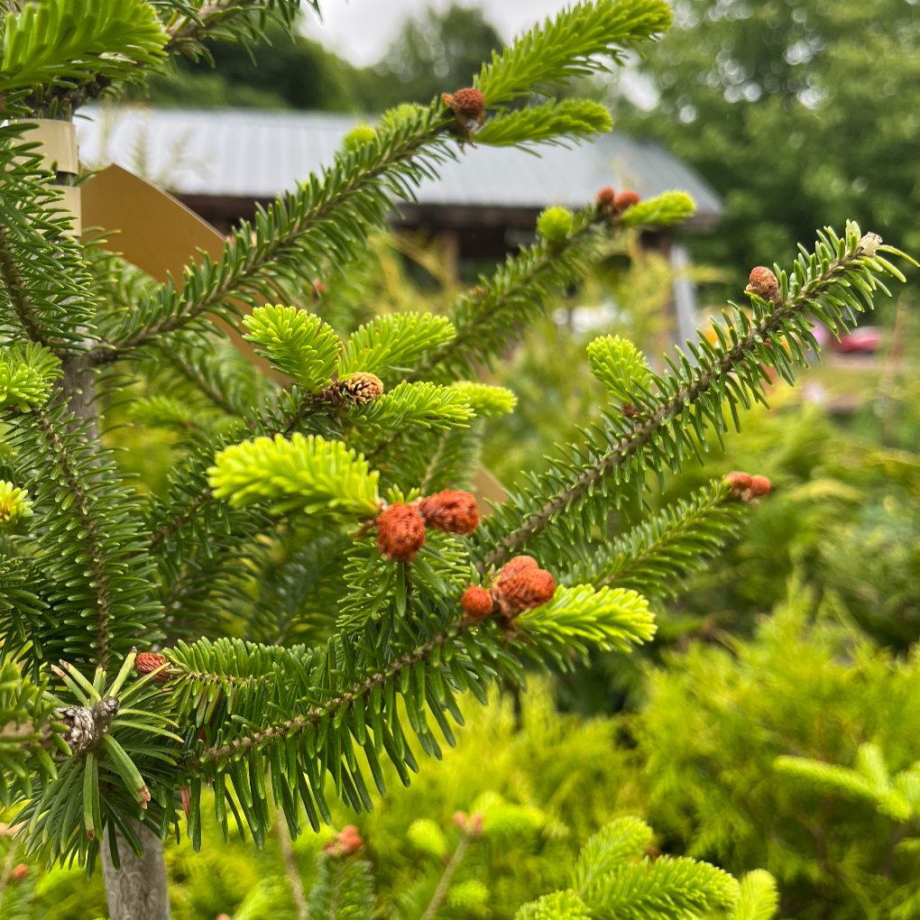 Balsam Fir | Abies balsamea