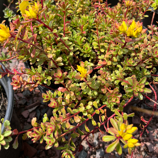 Kamtschaticum Gold Stonecrop | Sedum Groundcover