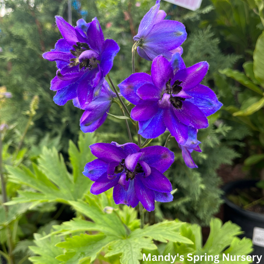 'Magic Fountains' Dark Blue Bee Larkspur | Delphinium