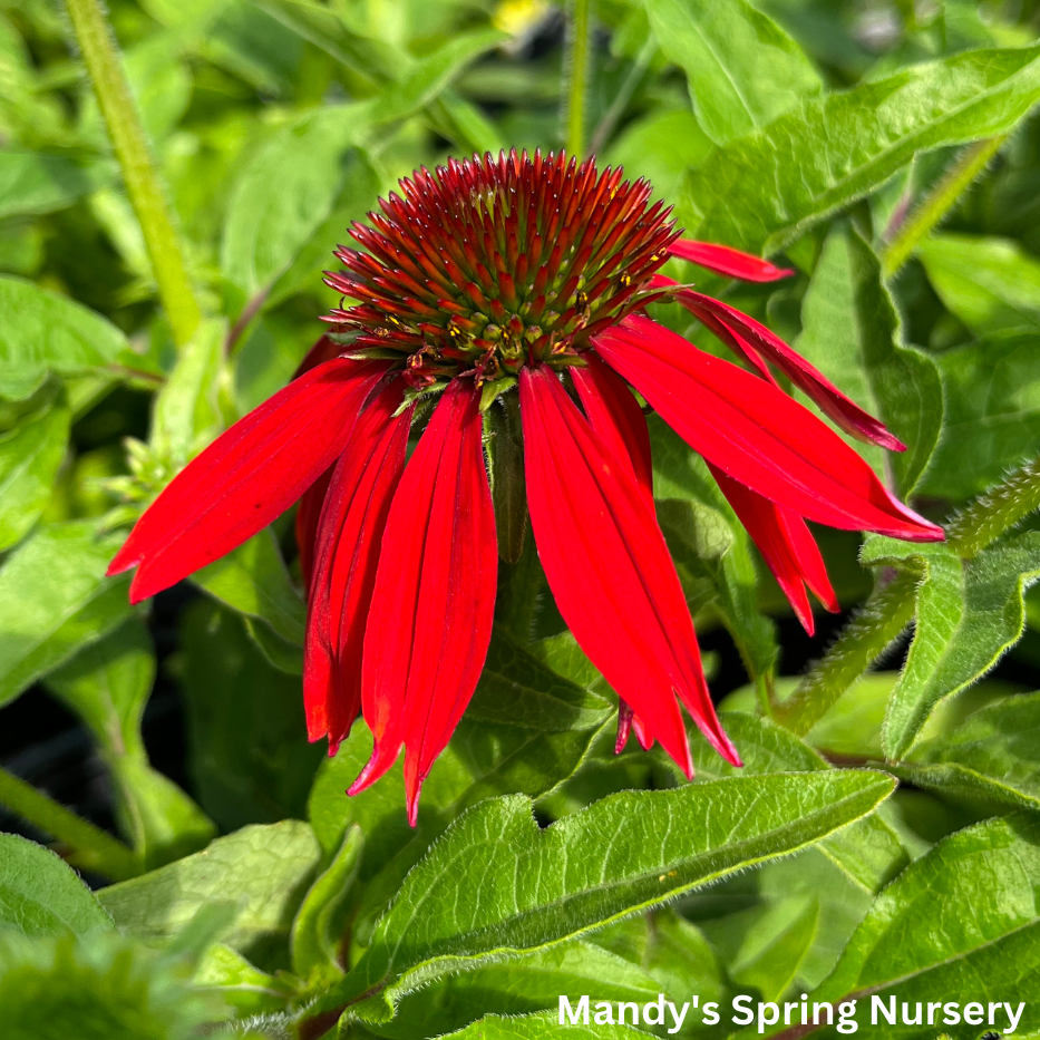 SOMBRERO® Salsa Red Coneflower | Echinacea hybrid