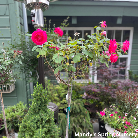 Winnipeg Parks Rose Tree-Form | Rosa