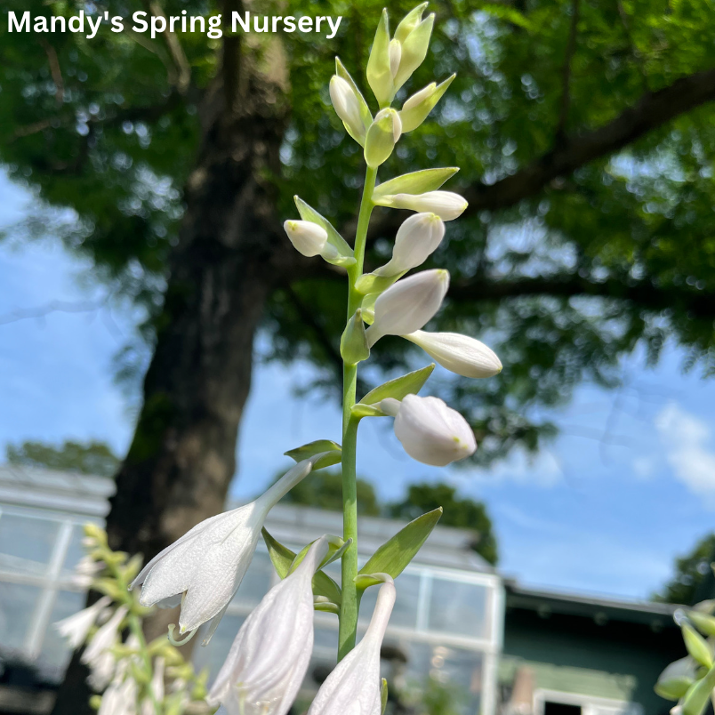 Color Festival Hosta | Hosta 'Color Festival'