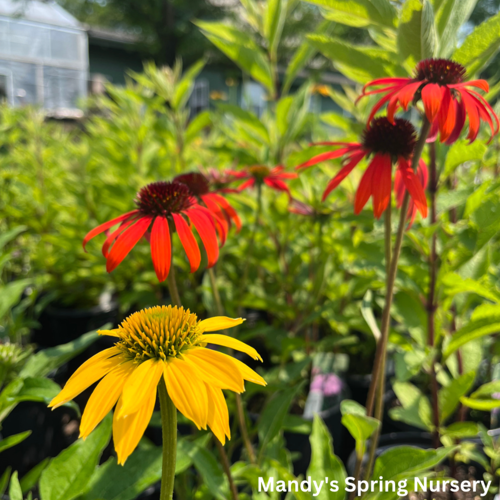 'Cheyenne Spirit' Coneflower | Echinacea