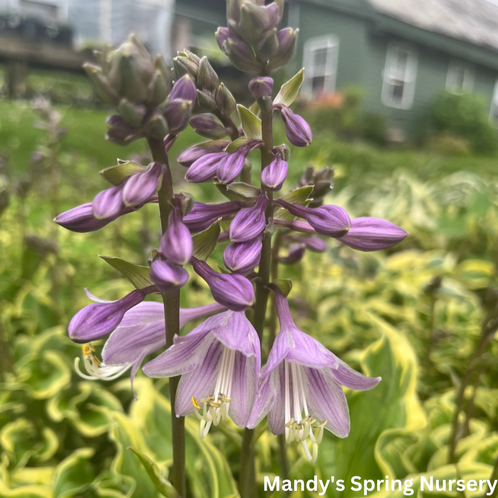 Wrinkle in Time Hosta