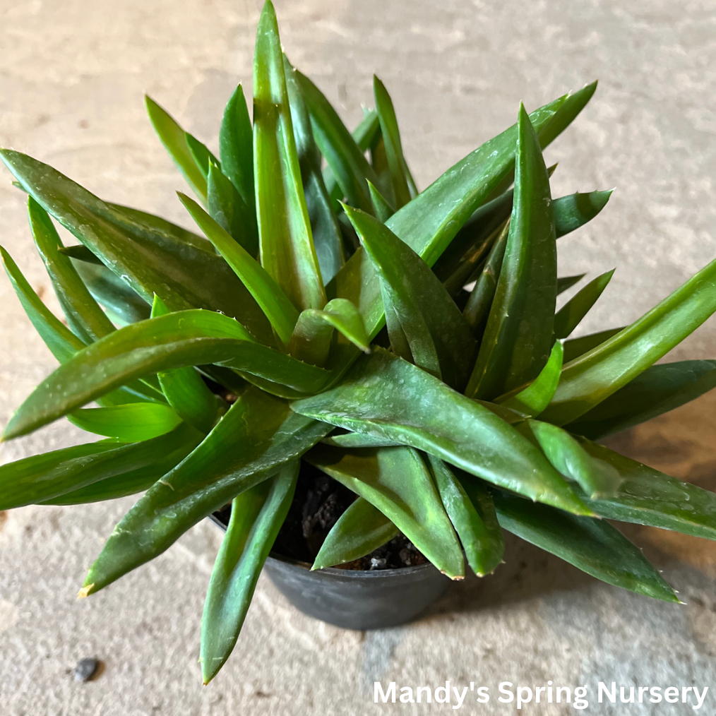 Aloe Vera | Aloe barbadensis miller