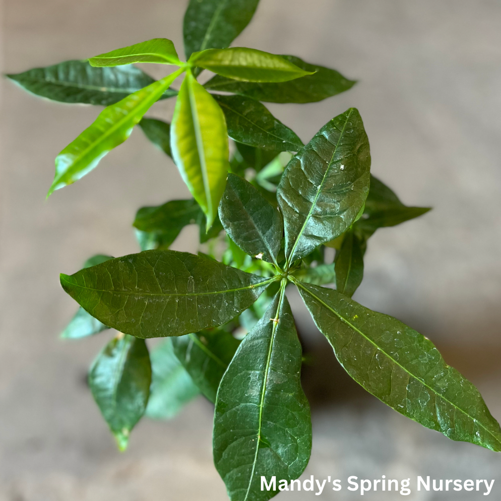 Money Tree | Pachira aquatica