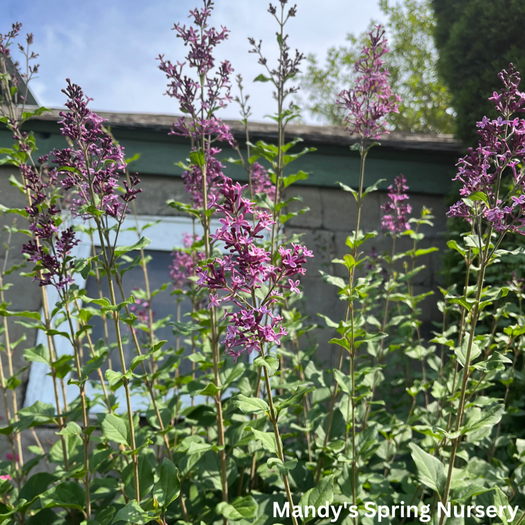 Bloomerang Dark Purple Reblooming Lilac | Syringa