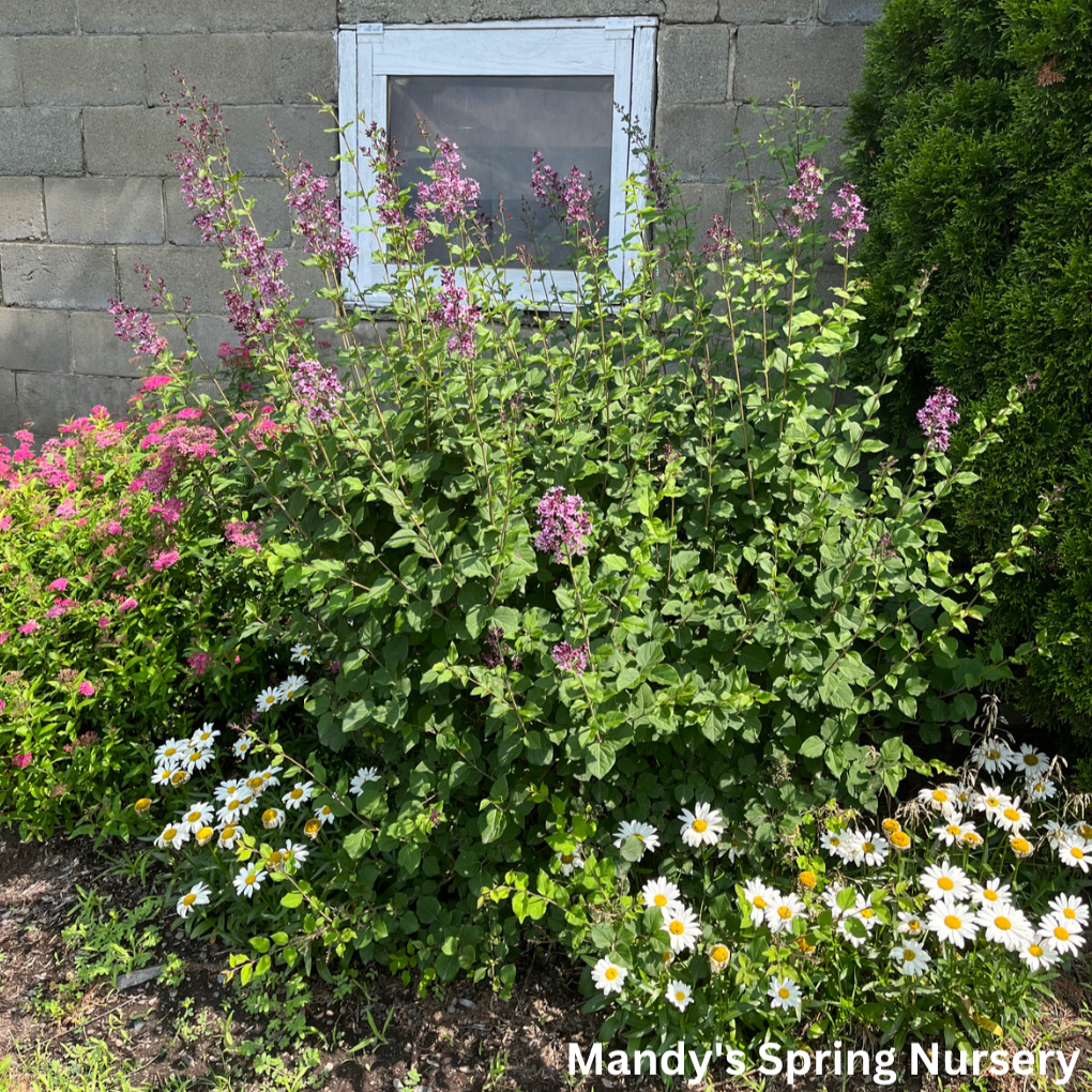 Bloomerang Dark Purple Reblooming Lilac | Syringa