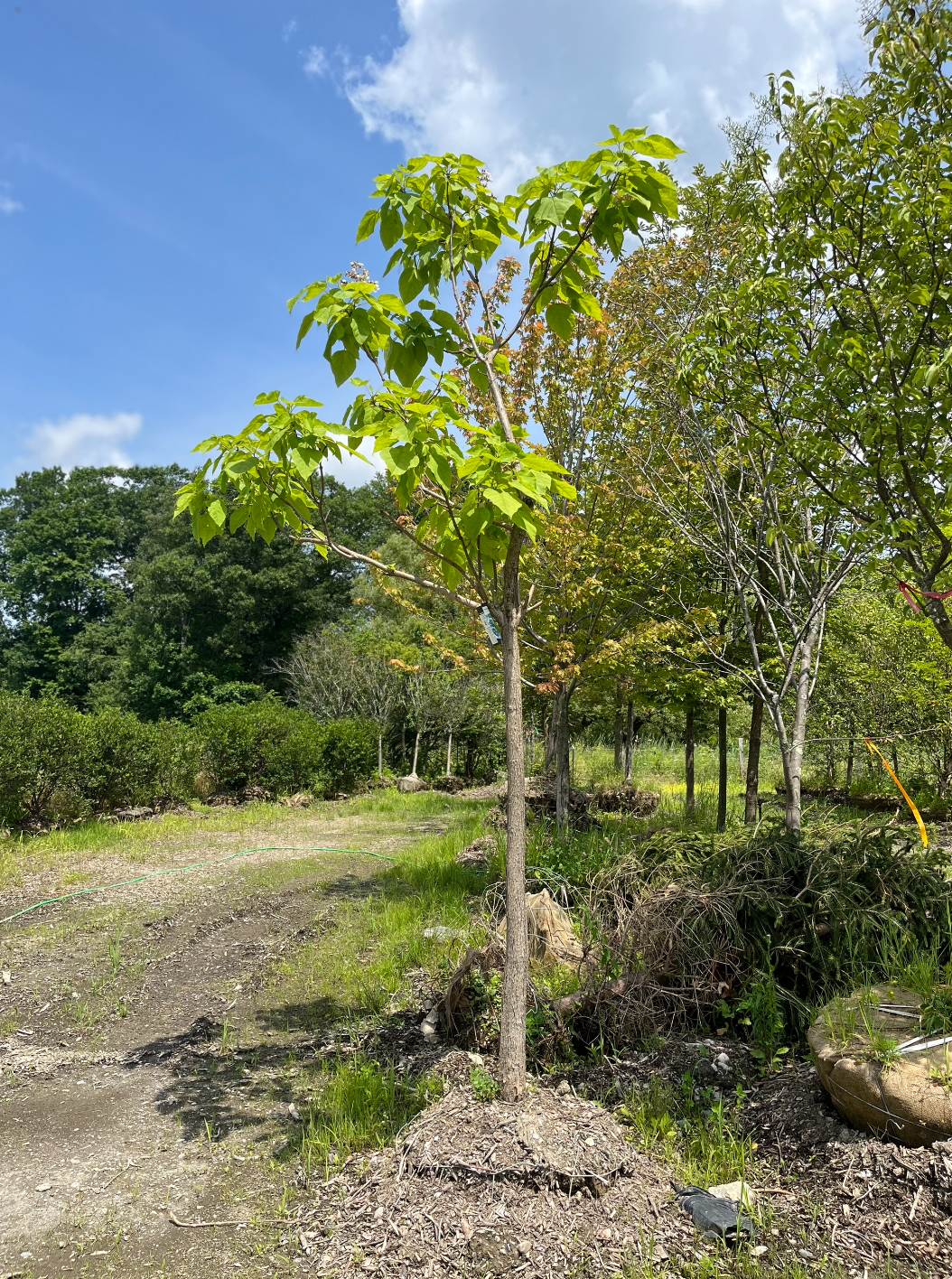 Northern Catalpa | Catalpa speciosa