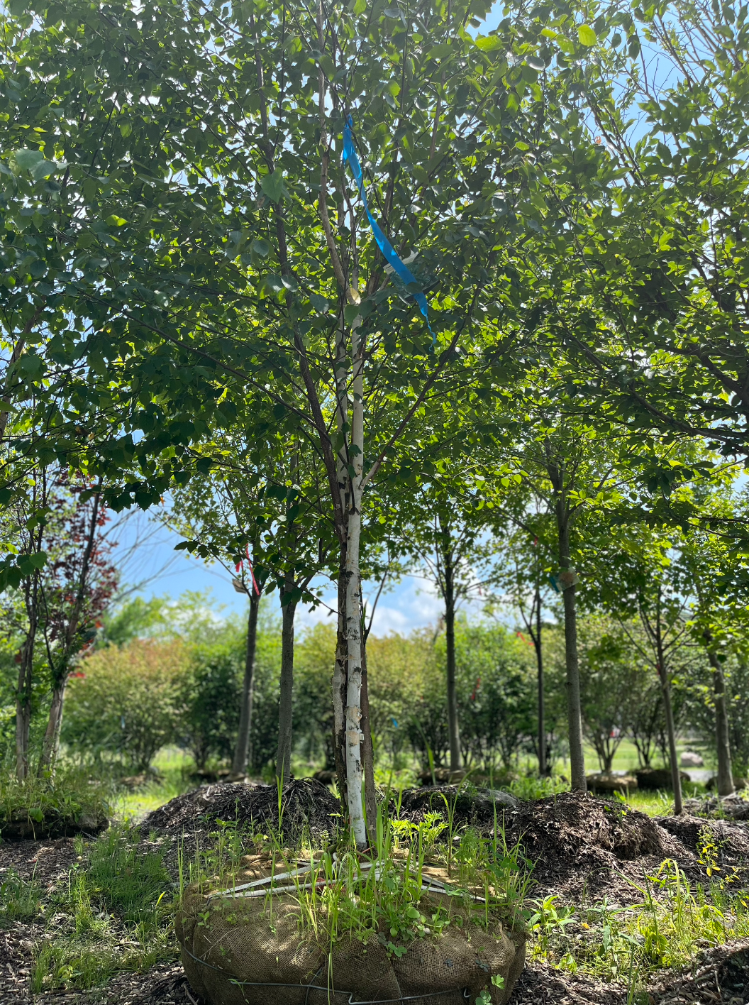 Paper Birch | Betula papyrifera 'Paper Birch'