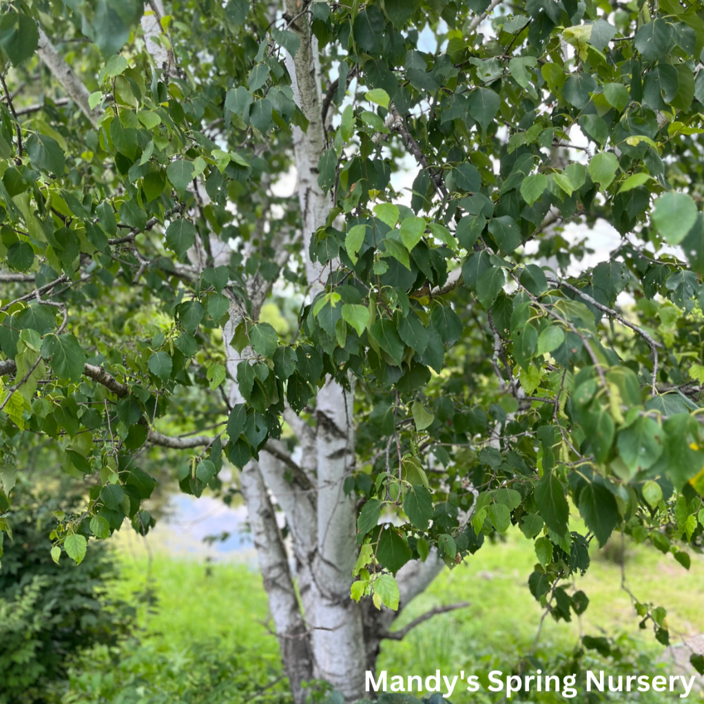 Paper Birch | Betula papyrifera 'Paper Birch'