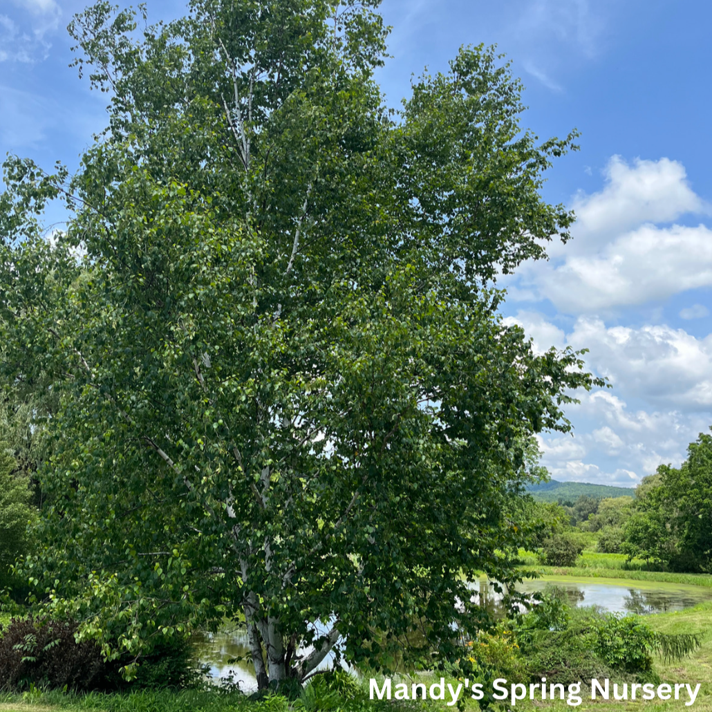 Paper Birch | Betula papyrifera 'Paper Birch'