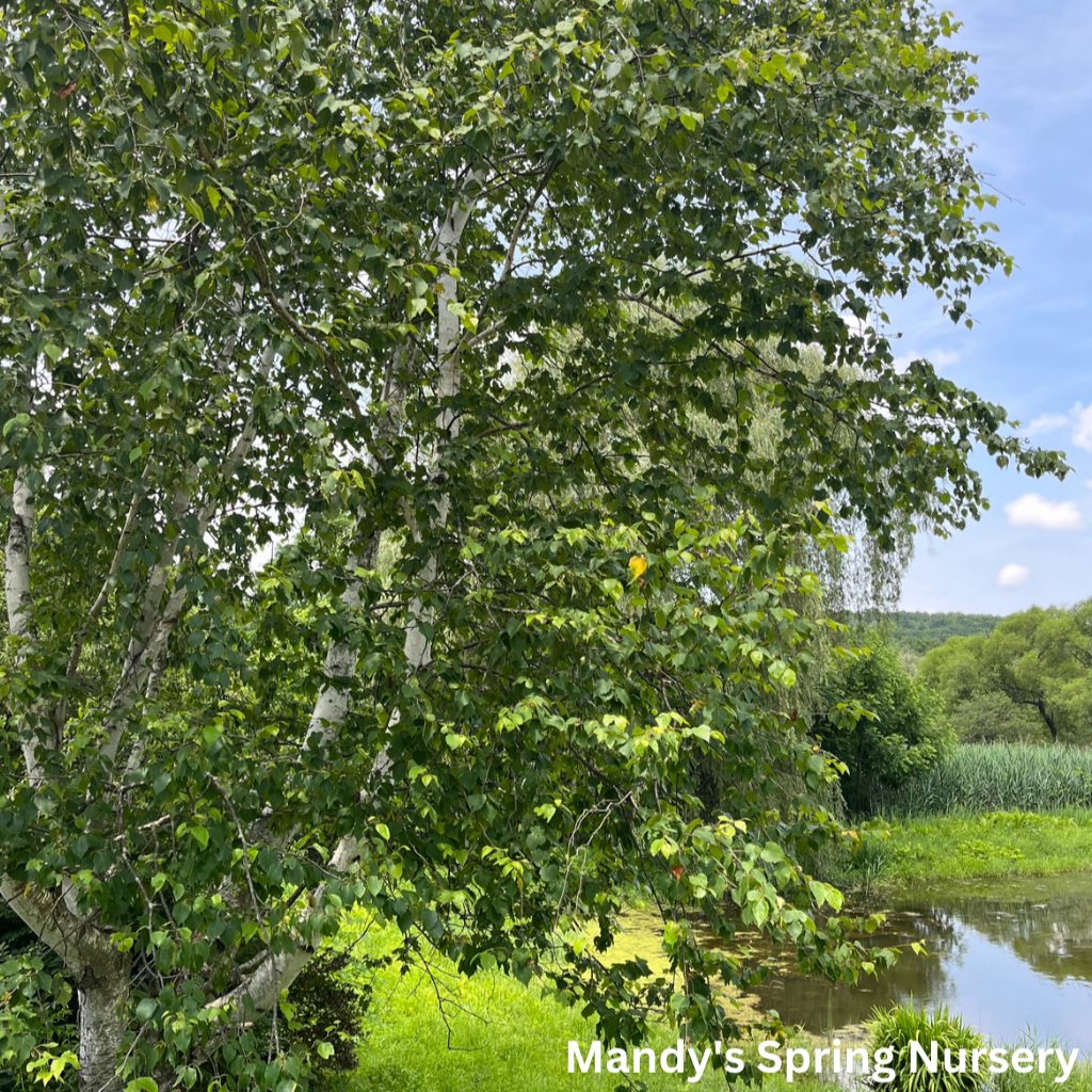 Paper Birch | Betula papyrifera 'Paper Birch'