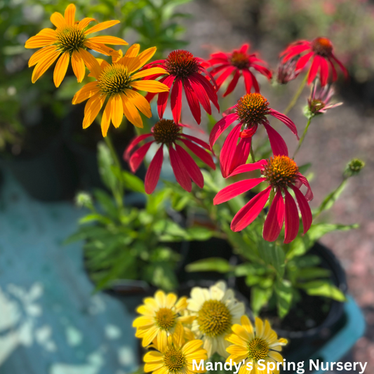 'Cheyenne Spirit' Coneflower | Echinacea