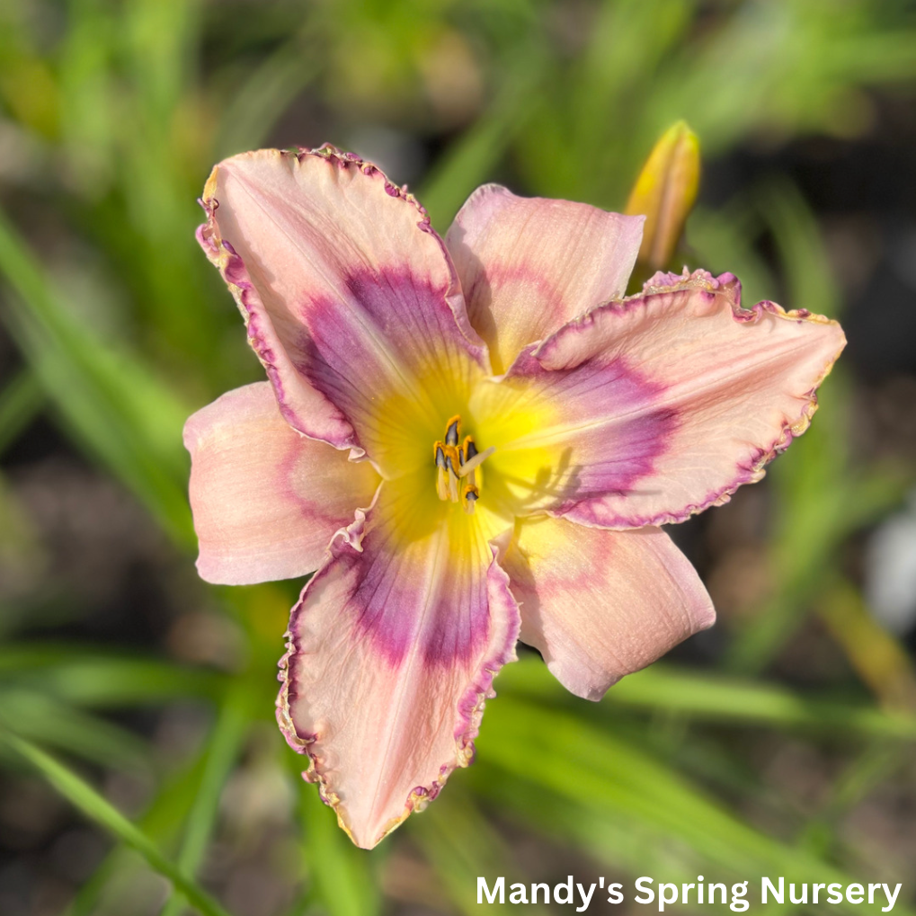 Handwriting On The Wall, Peach wine Reblooming Daylily | Hemerocallis
