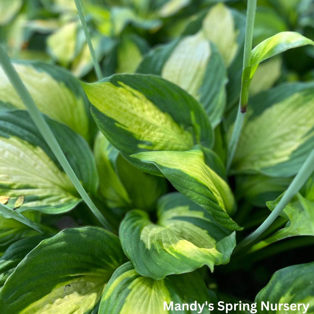 Captain Kirk Hosta | Hosta 'Captain Kirk'