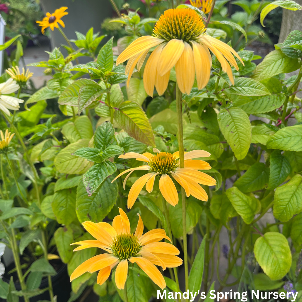 'Cheyenne Spirit' Coneflower | Echinacea