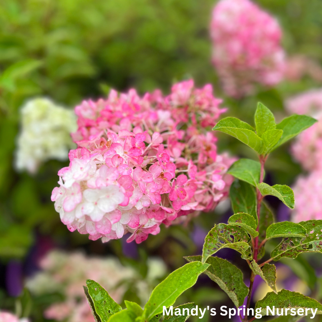 Berry White® Panicle Hydrangea | Hydrangea paniculata