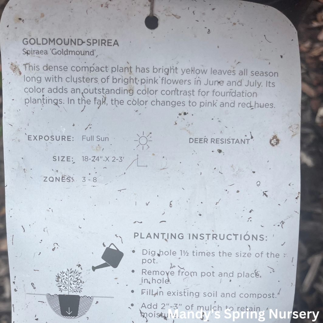 Goldmound Spirea | Spiraea japonica