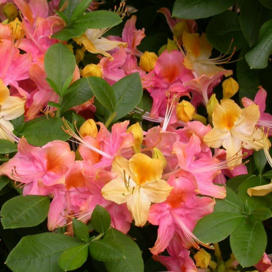 'Garden Rainbow' Deciduous Azalea
