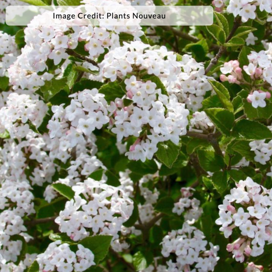 Sugar n' Spice® Korean Viburnum | Viburnum carlesii