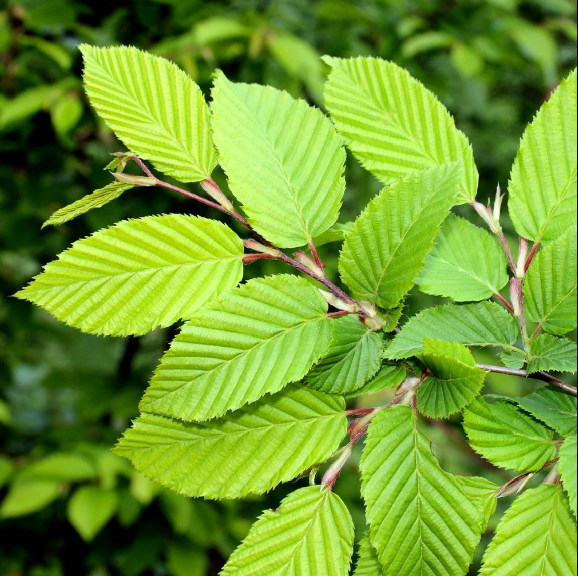 Princeton American Elm | Ulmus americana