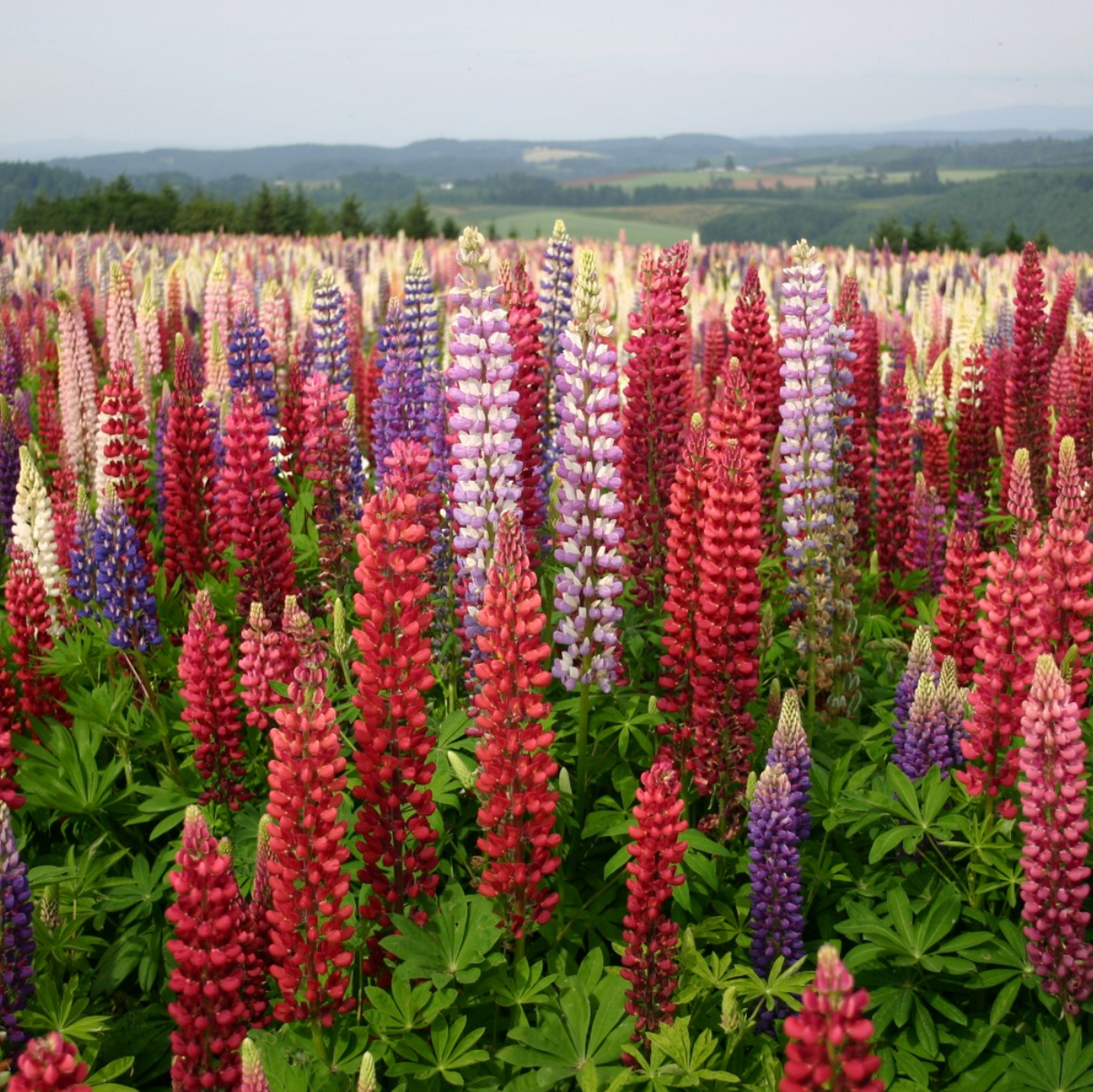 Russell Mix Lupine