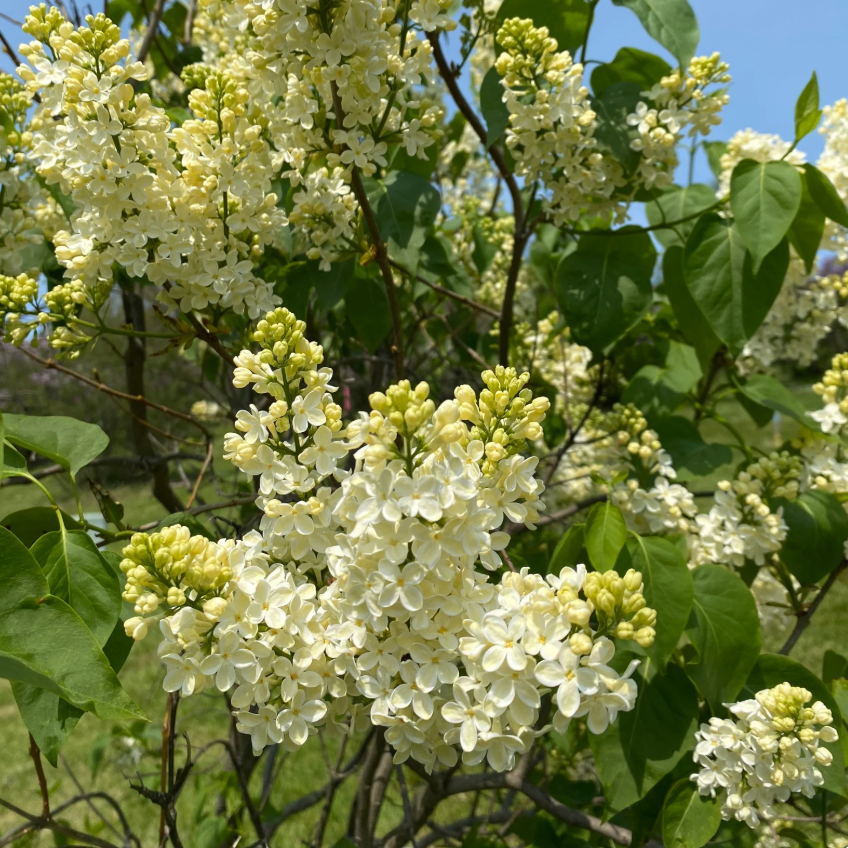 Primrose Lilac | Syringa vulgaris