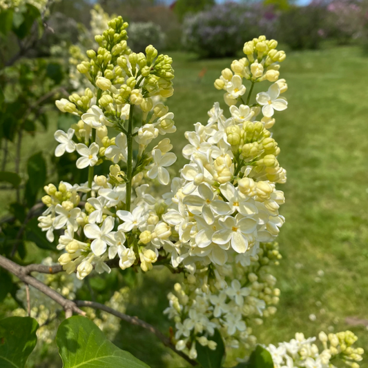 Primrose Lilac | Syringa vulgaris