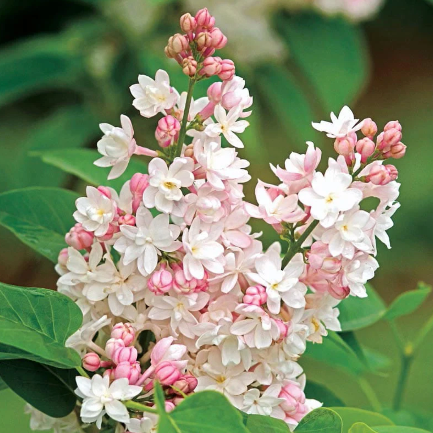 Beauty of Moscow Lilac | Syringa vulgaris