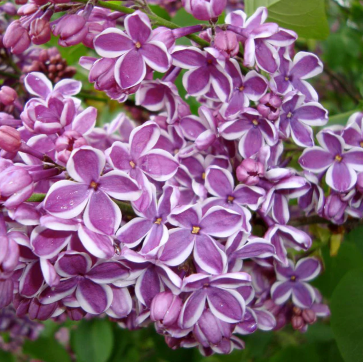Sensation Lilac | Syringa vulgaris