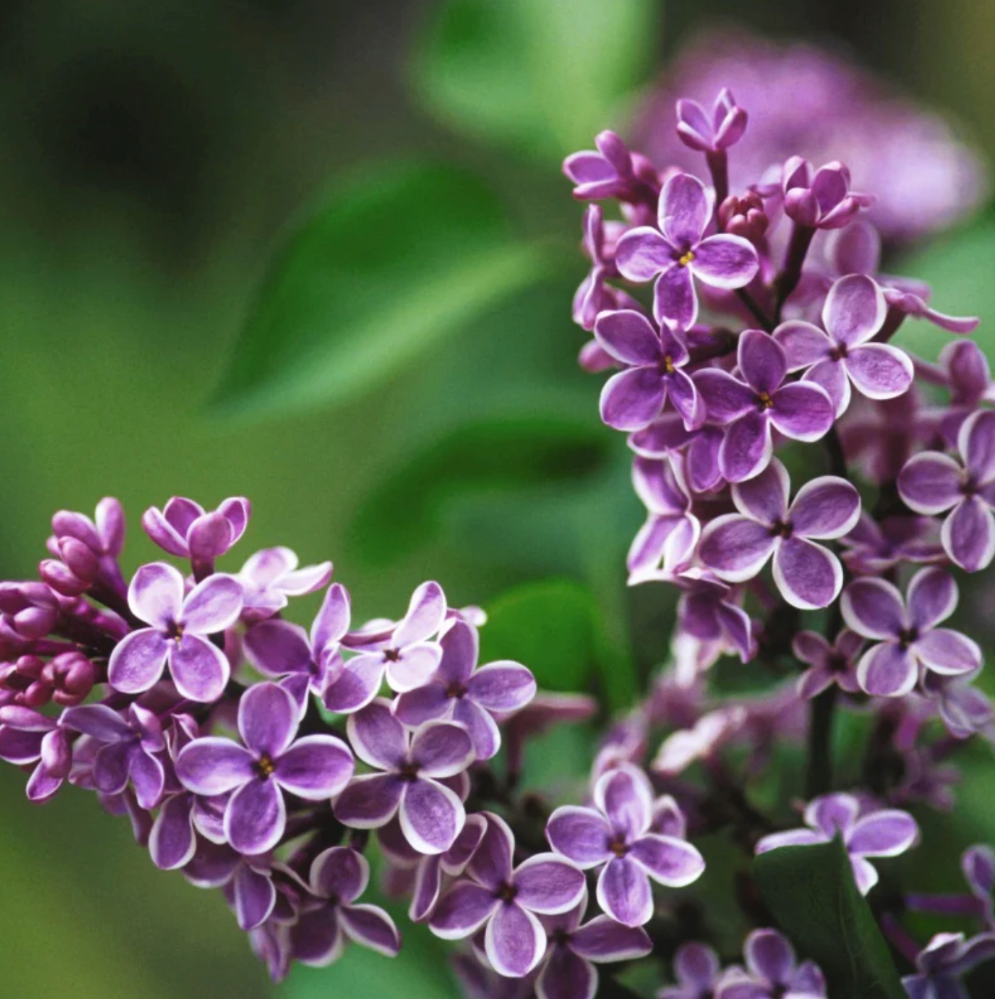 Sensation Lilac | Syringa vulgaris
