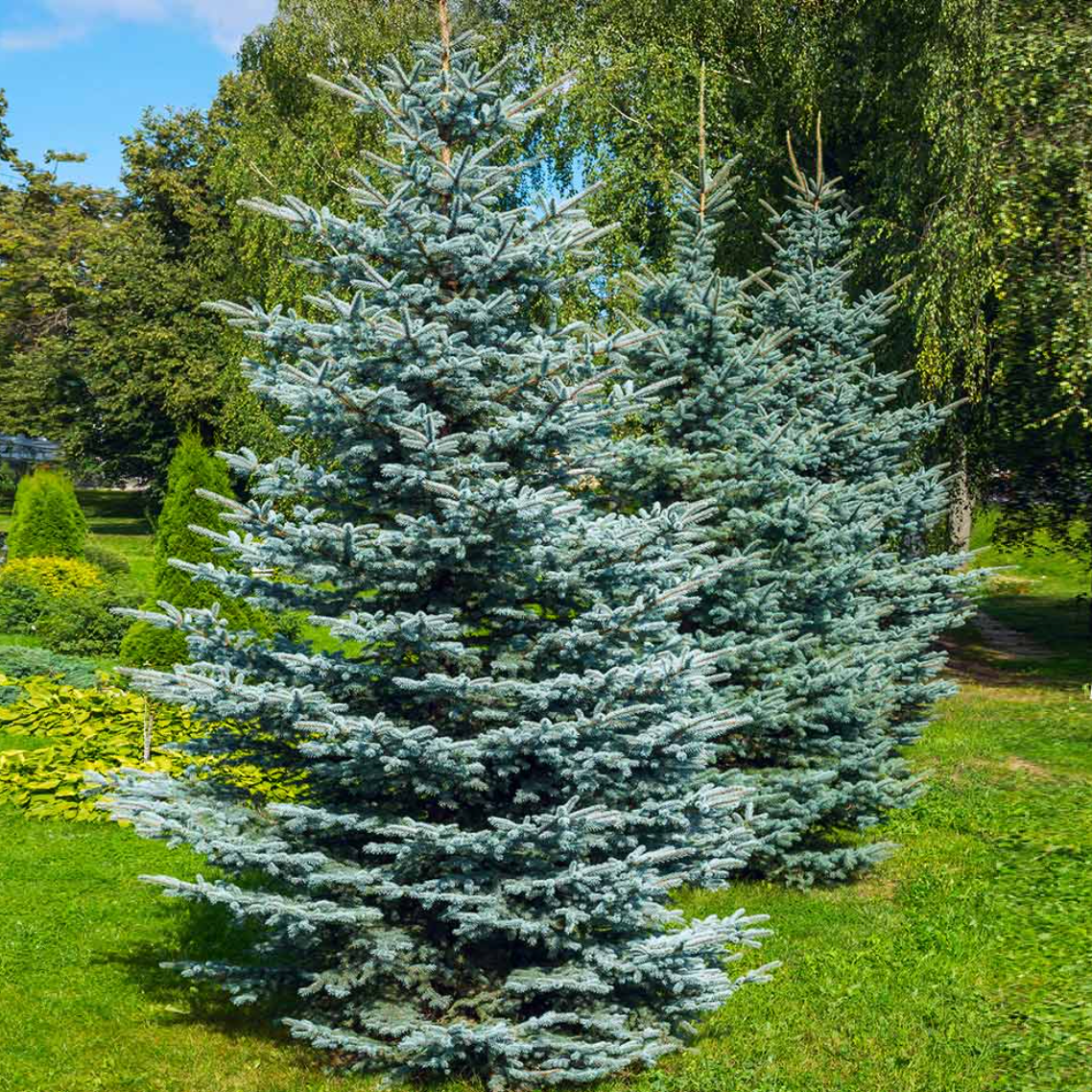 Colorado Blue Spruce | Picea pungens