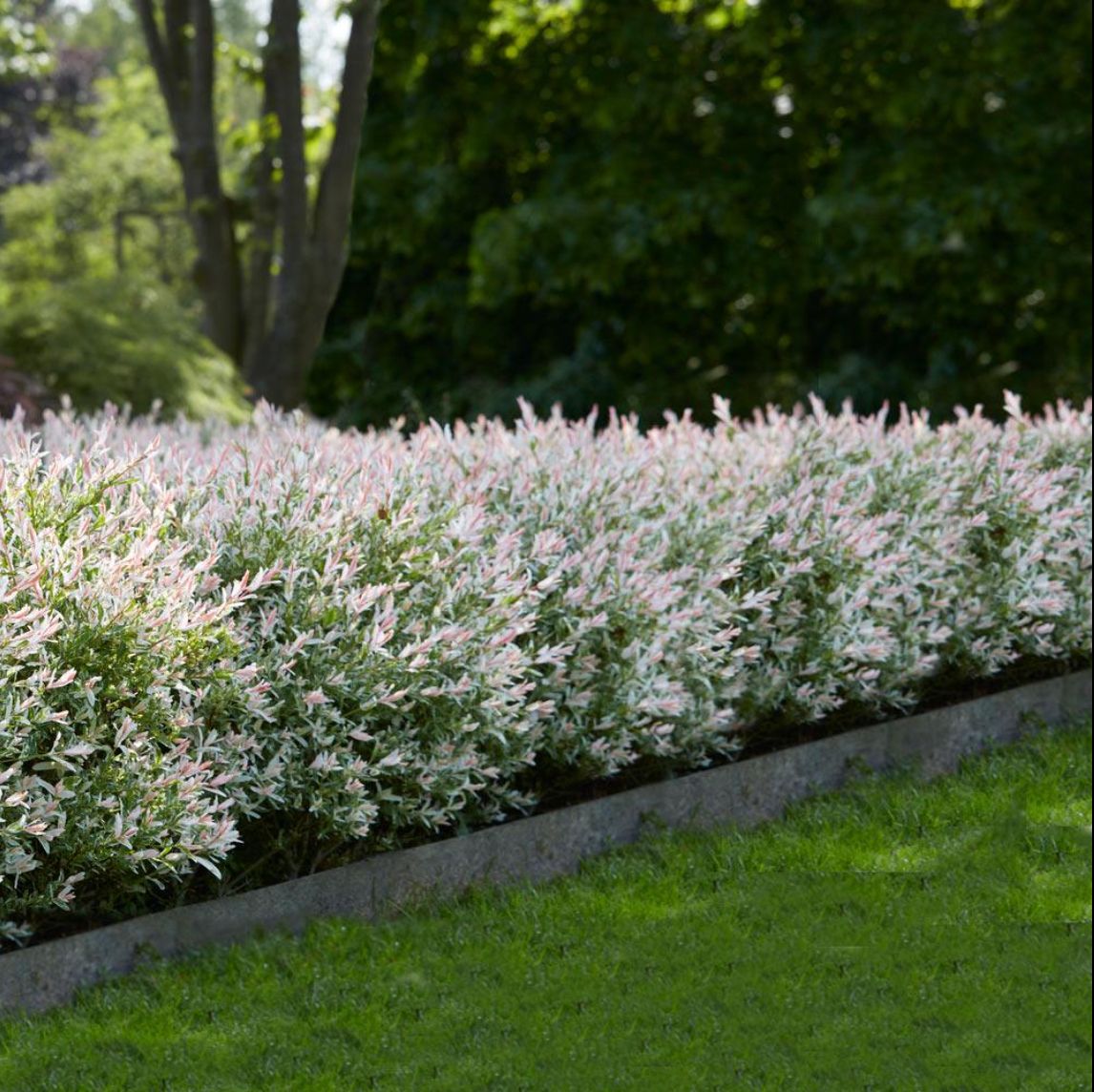 Hakura Nishiki Willow | Salix integra